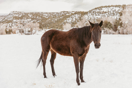 natural horsecare